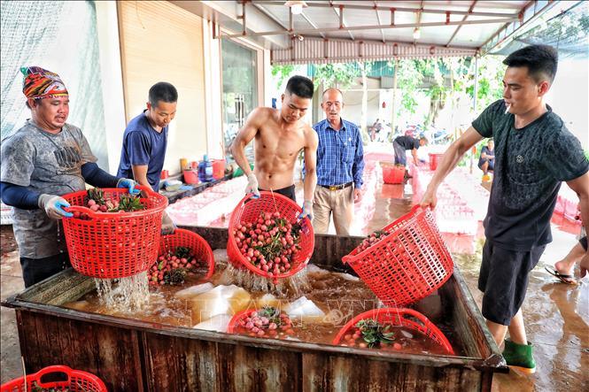 Trong ảnh: Một điểm cân vải trên phố Kim, xã Phượng Sơn, Lục Ngạn, đóng hàng xuất khẩu nhờ rao bán trên sàn thương mại điện tử. Ảnh: Danh Lam -TTXVN