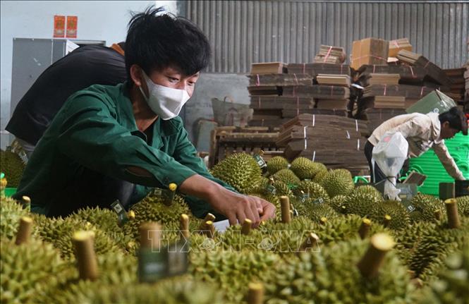 Trong ảnh: Sơ chế, đóng gói sầu riêng tại một cơ sở tại thành phố Gia Nghĩa, tỉnh Đắk Nông. Ảnh: Hưng Thịnh – TTXVN