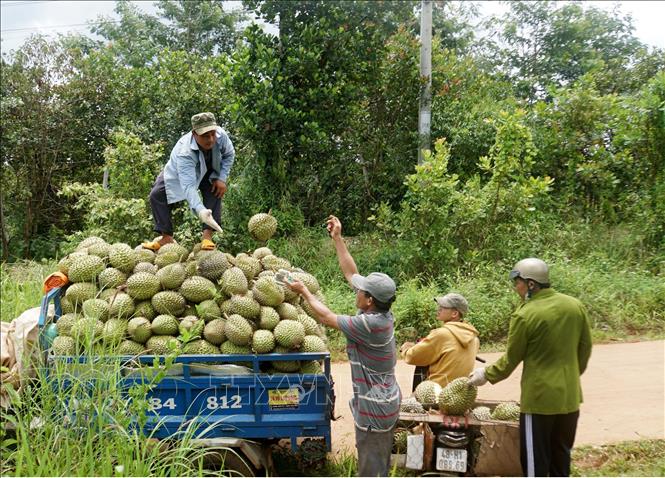 Trong ảnh: Nông dân tập kết sầu riêng để đưa đi bán cho thương lái. Ảnh: Hưng Thịnh – TTXVN