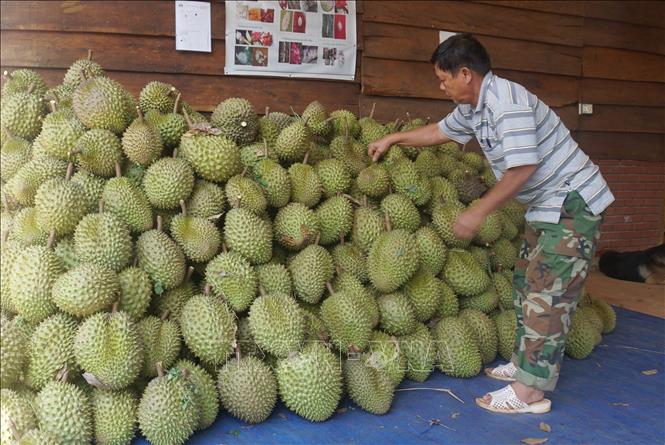 Trong ảnh: Kiểm tra, phân loại sầu riêng sau thu hoạch. Ảnh: Hưng Thịnh – TTXVN