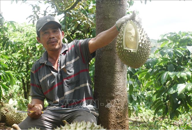 Trong ảnh: Sầu riêng trồng tại Đắk Nông được đánh giá khá cao về chất lượng. Ảnh: Hưng Thịnh – TTXVN