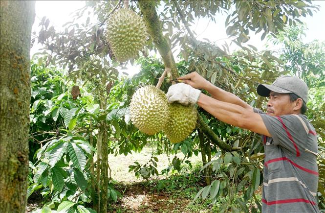 Trong ảnh: Nông dân thu hoạch sầu riêng được trồng xen trong vườn cà phê. Ảnh: Hưng Thịnh - TTXVN