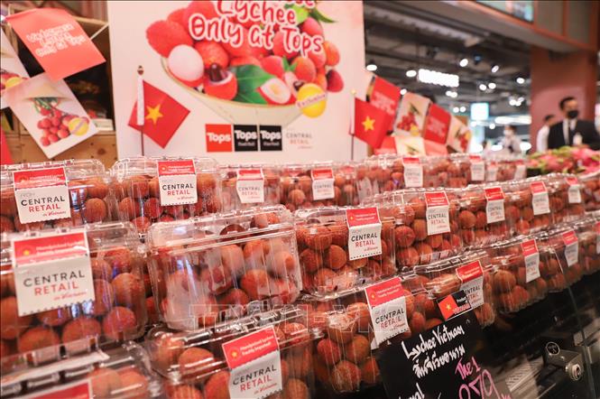 Luc Ngan lychees from the northern province of Bac Giang are officially put up for sale at Central Retail’s Tops Food Hall supermarket at CentralwOrld shopping centre in Bangkok, Thailand, on July 12. VNA Photo: Đỗ Sinh