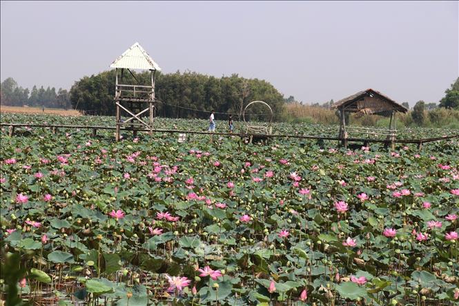 A tourist site with lotus growing fields in My Hoa commune, Thap Muoi district. VNA Photo: Nguyễn Văn Trí 