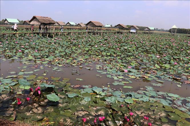 A tourist site with lotus growing fields in My Hoa commune, Thap Muoi district. VNA Photo: Nguyễn Văn Trí 