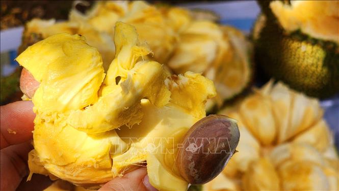 Trong ảnh: Mít sầu riêng ruột vàng có thịt dày, hột nhỏ, đặc biệt là các múi mít rất giống với cơm của quả sầu riêng. Ảnh: Thu Hiền - TTXVN