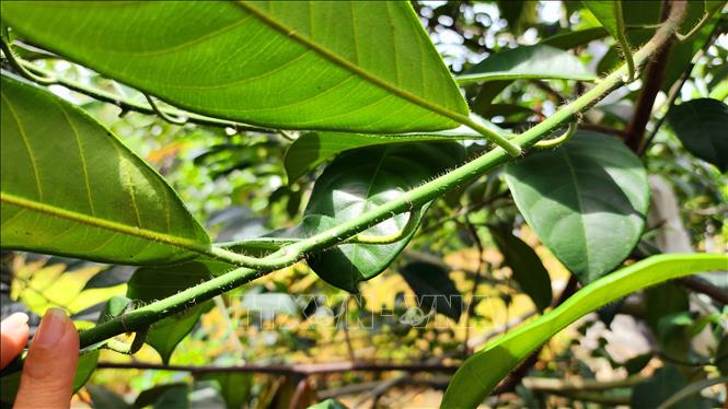 Trong ảnh: Lá mít sầu riêng khá mỏng, dài, tán lá to, trên các nhánh cây có lớp lông bao phủ. Ảnh: Thu Hiền - TTXVN