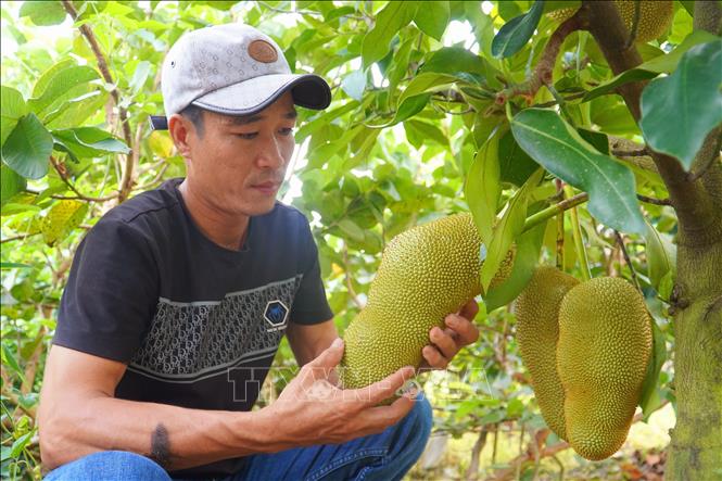 Trong ảnh: Anh Nguyễn Hữu Khang kiểm tra mít sầu riêng. Ảnh: Thu Hiền - TTXVN
 