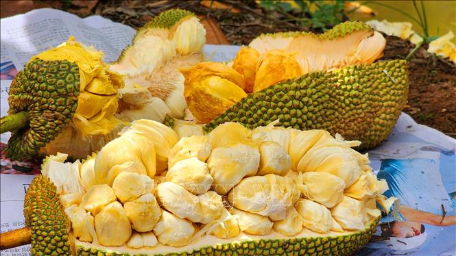 Trong ảnh: Hiện anh Nguyễn Hữu Khang đã lai tạo thành công 3 loại mít sầu riêng có ruột khác nhau là mít sầu riêng ruột hồng, kem và vàng. Ảnh: Thu Hiền - TTXVN 
