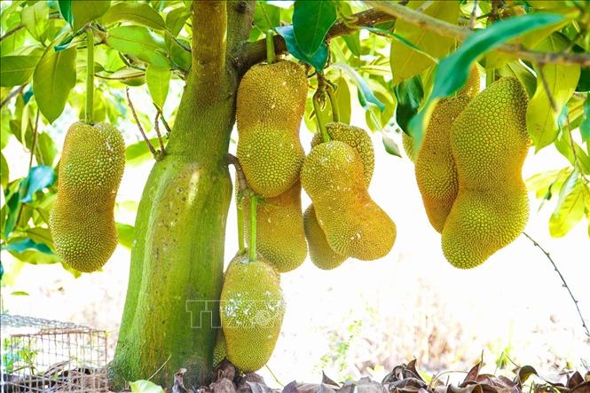 Trong ảnh: Giống mít sầu riêng trồng khoảng 18 tháng cây sẽ bắt đầu cho trái. Mỗi cây có thể cho khoảng 20 trái, với trọng lượng trung bình từ 2,5 – 3kg/trái. Ảnh: Thu Hiền - TTXVN