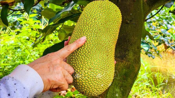 Trong ảnh: Khi chín, gai của mít sầu riêng không nhọn như các giống mít khác mà dẹp, mắt gai to và thưa. Hình dáng quả giống với mít giống Đài Loan. Ảnh: Thu Hiền - TTXVN 