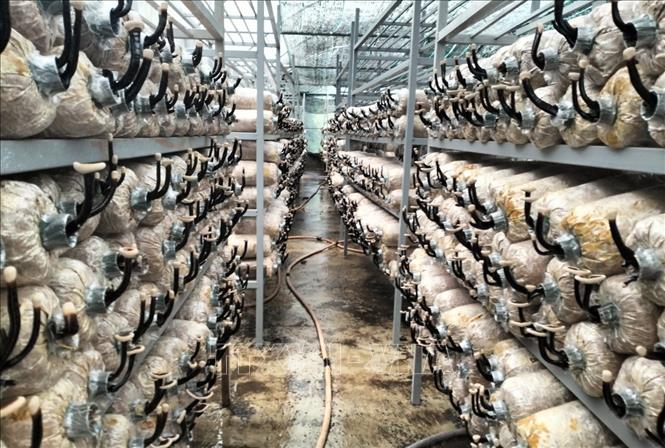 Mô hình bảo tồn và phát triển nguồn gen Nấm quế Linh chi tại Vườn quốc gia Phước Bình (huyện Bác Ái, tỉnh Ninh Thuận). Ảnh: TTXVN phát