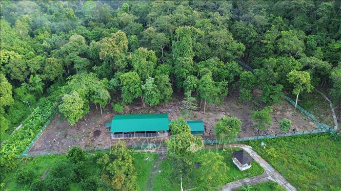 Khu vực trang trại bán hoang dã nuôi đàn bò tót lai lớn nhất Việt Nam ở Vườn quốc gia Phước Bình (huyện Bác Ái, tỉnh Ninh Thuận). Ảnh: Nguyễn Thành – TTXVN