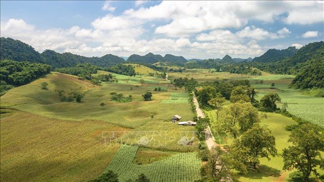 Trong ảnh: Bãi Bùi như một thảo nguyên xanh mướt và thanh bình. Ảnh: Trọng Đạt - TTXVN