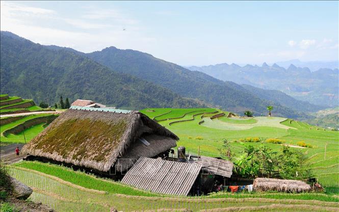 Khí hậu mát mẻ, độ ẩm cao nên rêu phát triển mạnh trên những mái nhà lá cọ của người dân nơi đây. Ảnh: Hoàng Hiếu - TTXVN