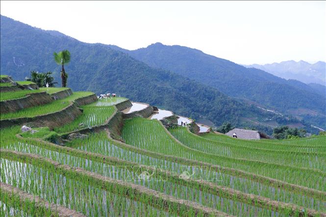 Những thửa ruộng bậc thang uốn lượn trên núi của bà con thôn Xà Phìn(xã Phương Tiến, huyện Vị Xuyên). Ảnh: Hoàng Hiếu - TTXVN