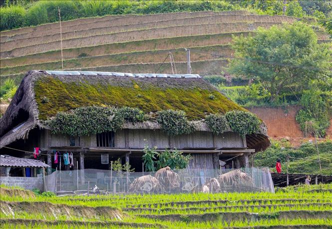 Khí hậu mát mẻ, độ ẩm cao nên những mái nhà lá cọ phủ đầy rêu là nét đặc trưng của người dân nơi đây. Ảnh: Hoàng Hiếu - TTXVN