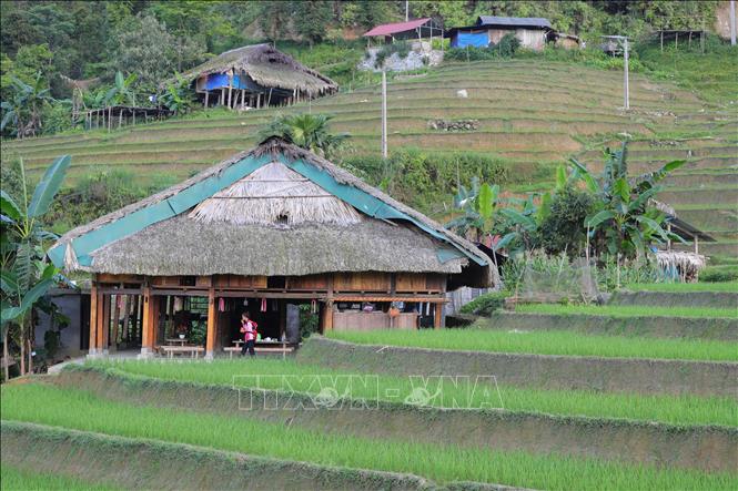 Một homestay mái rêu nằm hài hòa bên ruộng bậc thang xanh ngắt tại thôn Xà Phìn. Ảnh: Hoàng Hiếu - TTXVN 