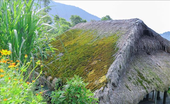 Khí hậu mát mẻ, độ ẩm cao nên rêu phát triển mạnh trên những mái nhà lá cọ của người dân nơi đây. Ảnh: Hoàng Hiếu - TTXVN