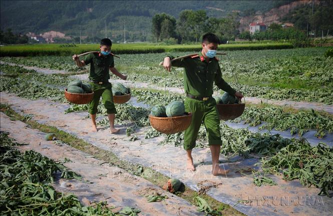 Do huyện Yên Dũng (Bắc Giang) nằm trong vùng dịch, phải cách ly, nhiều nông sản đến vụ thu hoạch khó có thể tiêu thụ. Đoàn Thanh niên công an huyện Yên Dũng tình nguyện đễn hỗ trợ thu hoạch và tiêu thụ dưa hấu. Ảnh: Danh Lam-TTXVN