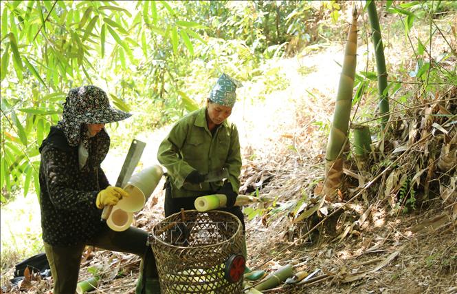 Người dân xã Kiên Thành, huyện Trấn Yên, tỉnh Yên Bái thu hoạch măng tre Bát Độ. Ảnh: Việt Dũng - TTXVN