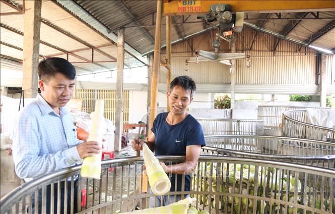 Một điểm thu mua và sơ chế măng tre Bát Độ ở xã Kiên Thành, huyện Trấn Yên, tỉnh Yên Bái. Ảnh: Việt Dũng - TTXVN