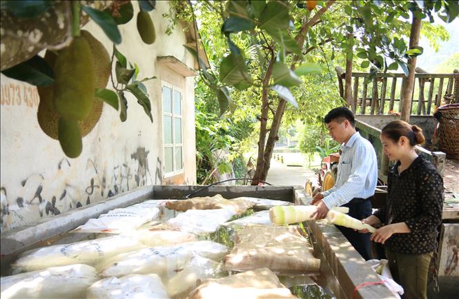 Một điểm thu mua và sơ chế măng tre Bát Độ ở xã Kiên Thành, huyện Trấn Yên, tỉnh Yên Bái. Ảnh: Việt Dũng - TTXVN