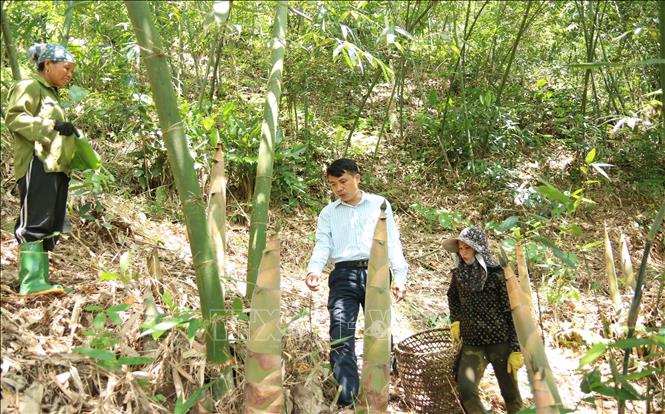 Việc triển khai thu mua đến từng thôn bản giúp người dân yên tâm tập trung cho khâu chăm sóc măng tre Bát độ theo đúng kỹ thuật. Ảnh: Việt Dũng - TTXVN