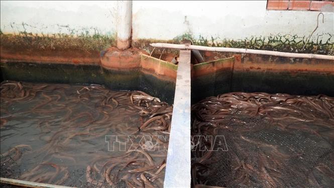 Kỹ thuật Việt Nam Kỹ thuật nuôi lươn không bùn