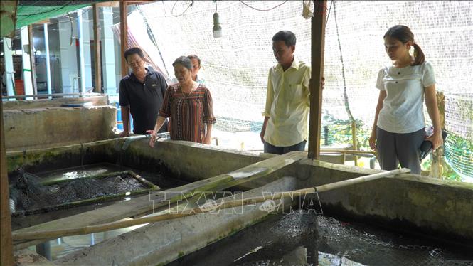 Nuôi lươn không bùn dày đặc trong nhà ông nông dân tỉnh Phú Yên giàu hẳn  lên