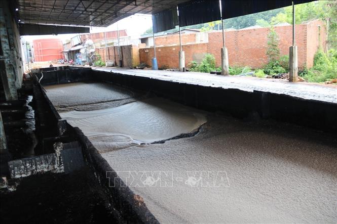 Khoang chứa dầu điều sau khi ép từ máy. Ảnh: K GỬIH -TTXVN
