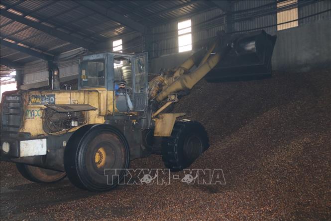 Võ hạt điều được đưa vào thùng chứa để ép ra dầu. Ảnh: K GỬIH -TTXVN

