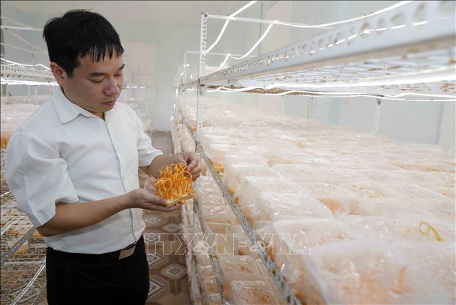 Trong ảnh: Phòng nuôi trồng nấm Đông trùng hạ thảo Cordyceps militaris tại Trung tâm. Ảnh: Trần Việt - TTXVN