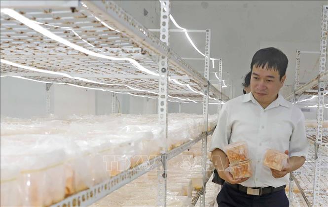 Trong ảnh: Phòng nuôi trồng nấm Đông trùng hạ thảo Cordyceps militaris tại Trung tâm. Ảnh: Trần Việt - TTXVN