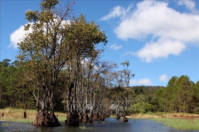 Năm 1998, Hồ Tuyền Lâm đã được Bộ Văn hóa Thông tin (nay là Bộ Văn hóa, Thể thao và Du lịch) ra quyết định công nhận là Di tích lịch sử - Văn hóa cấp quốc gia. Ảnh: Phạm Hậu - TTXVN