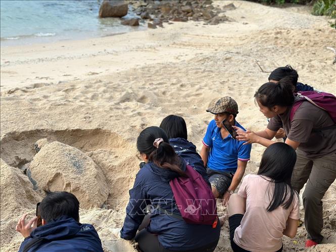 Volunteers support the conservation of sea turtles at Hon Bay Canh - Con Dao National Park. Photo by courtesy/VNA
