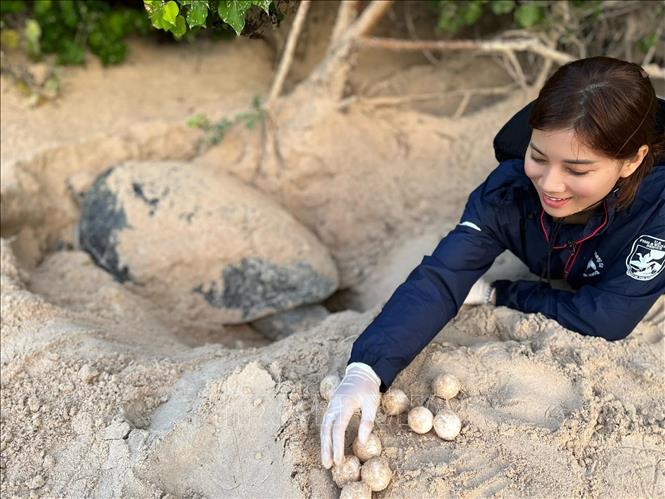 A volunteer supports the conservation of sea turtles at Hon Bay Canh - Con Dao National Park. Photo by courtesy/VNA
