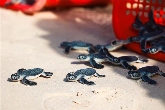Releasing sea turtles into the nature. Photo by courtesy/VNA