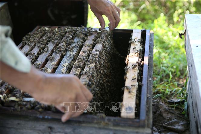 Các chủ ong phải thường xuyên kiểm tra từng thùng xem ong có khỏe mạnh, lấy đủ lượng phấn hoa cần thiết. Ảnh: Công Luật - TTXVN