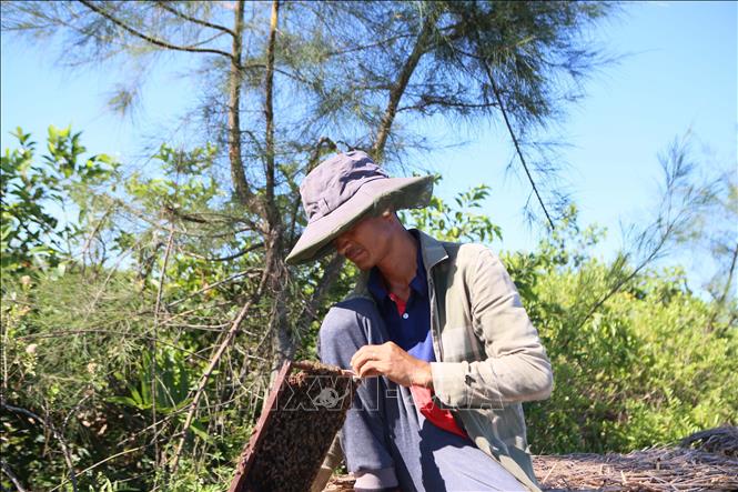 Thợ ong tại Vườn quốc gia Xuân Thuỷ kiểm tra đàn ong. Ảnh: Công Luật - TTXVN