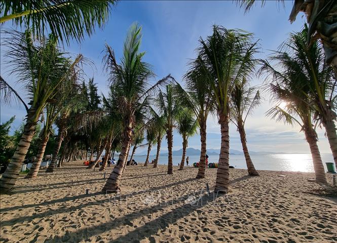 Chính quyền thành phố Phan Rang – Tháp Chàm trồng mới hàng dừa ở khu vực biển Bình Sơn để tạo không gian xanh mát. Ảnh: Nguyễn Thành – TTXVN