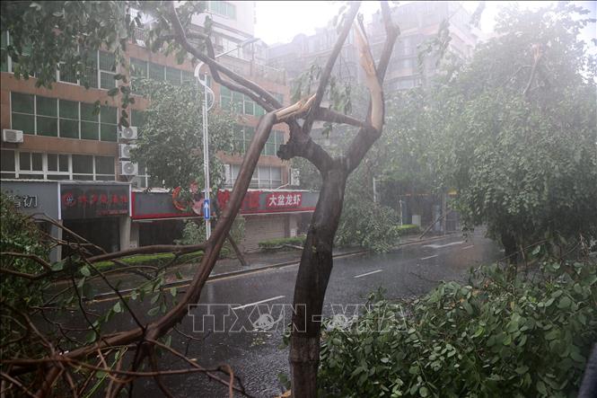 Cây cối bị gió quật đổ do mưa bão tại Phúc Kiến, Trung Quốc ngày 28/7/2023. Ảnh: THX/TTXVN