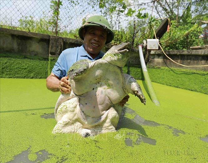 Phát triển nuôi ba ba ở thôn Phù Mã, xã Phù Linh, huyện Sóc Sơn. Ảnh: Vũ Sinh - TTXVN