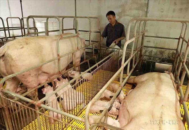 Hết năm 2019, toàn bộ 28/28 xã của huyện Thường Tín đã được công nhận đạt chuẩn nông thôn mới, trong đó xã Hồng Vân đạt chuẩn nông thôn mới nâng cao. Ảnh: Vũ Sinh - TTXVN