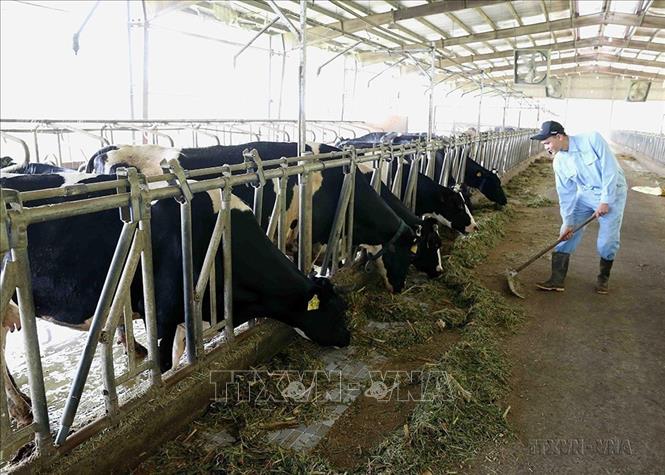 Trang trại chăn nuôi bò sữa liên kết với doanh nghiệp theo tiêu chí nông thôn mới của gia đình anh Nguyễn Quang Toàn, xã Tản Lĩnh, huyện Ba Vì. Ảnh: Vũ Sinh - TTXVN
