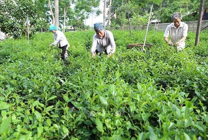 Mô hình sản xuất chè chất lượng cao theo tiêu chí nông thôn mới của hộ nông dân ở xã Ba Trại, huyện Ba Vì. Ảnh: Vũ Sinh - TTXVN