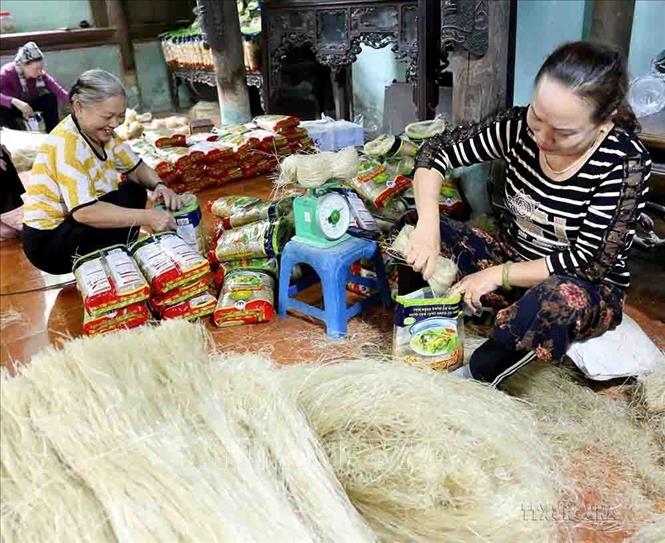 Làng nghề làm miến truyền thống Phú Diễn, xã Hữu Hòa, huyện Thanh Trì có gần 50 hộ theo nghề, tạo việc làm cho hơn 300 lao động, mỗi năm đạt doanh thu gần 250 tỷ đồng. Ảnh: Vũ Sinh - TTXVN