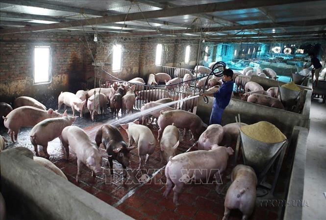 Trang trại nuôi lợn thịt Tiến Thành, xã Đại Áng, huyện Thanh Trì được đầu tư theo tiêu chí nông thôn mới. Đây là 1 trong 63 xã của Hà Nội đạt chuẩn Nông thôn mới nâng cao năm 2022. Ảnh: Vũ Sinh - TTXVN