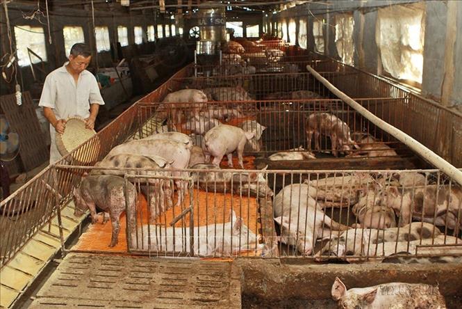 Trang trại chăn nuôi lợn theo tiêu chí nông thôn mới tại một hộ gia đình ở xã Hạ Mỗ, huyện Đan Phượng - huyện đạt chuẩn Nông thôn mới đầu tiên của Hà Nội. Ảnh: Vũ Sinh – TTXVN