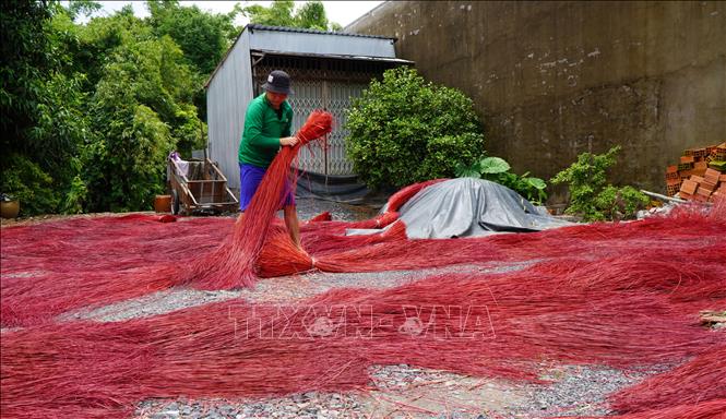 Trong ảnh: Phơi cây lác, nguyên liệu dùng để dệt chiếu. Ảnh: Nhựt An - TTXVN